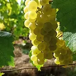 Au Coeur Du Vignoble Champenois Apartmán Ay-Champagne