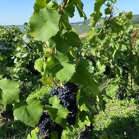 Au Coeur Du Vignoble Champenois *