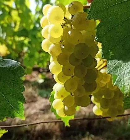 Au Coeur Du Vignoble Champenois Lägenhet Ay-Champagne